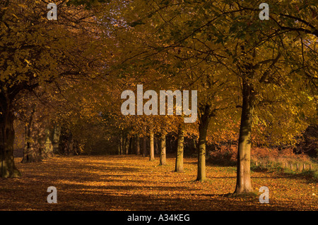 Lime Tree Avenue Herbst Clumber Park Nottinghamshire England UK GB EU Europa Stockfoto