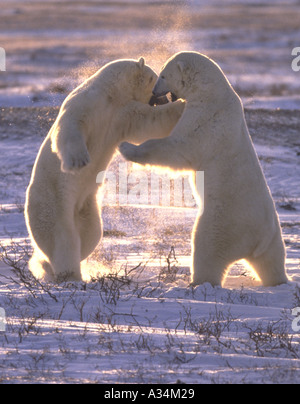 Zwei Eisbären Playfighting Hudson Bay Churchill Manitoba Kanada Stockfoto