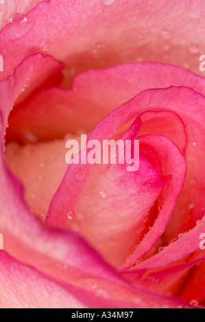England, UK. Eine Detailansicht eines tiefen rosa Rose mit Wassertropfen, die Vielfalt ist unbekannt. Stockfoto