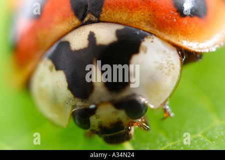 Marienkäfer-Nahaufnahme Stockfoto