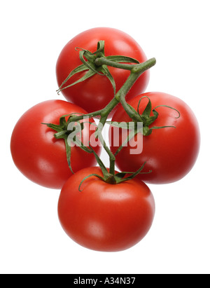 Reife Strauchtomaten Stockfoto