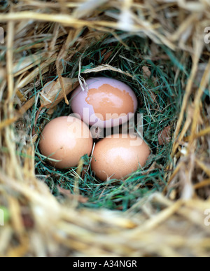 Hühnereier nach gelegt in einem Nest liegend. Stockfoto