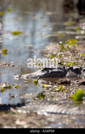 Alligatoren, die in der Sonne auf ein Torfmoor in den Gewässern des Okefenokee Swamp innerhalb der Stephen C Foster State Park Georgia USA Stockfoto