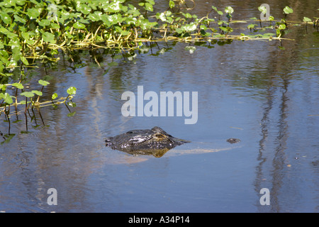 Amerikanischer Alligator (Alligator Mississippiensis) mit Kopf über Wasser auf Emeralda Marsh Feuchtgebiete Gebiet in Zentral-Florida Stockfoto