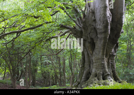 Alte Buche auf dem Cotswold Weg im Lineover Wood, Gloucestershire Stockfoto