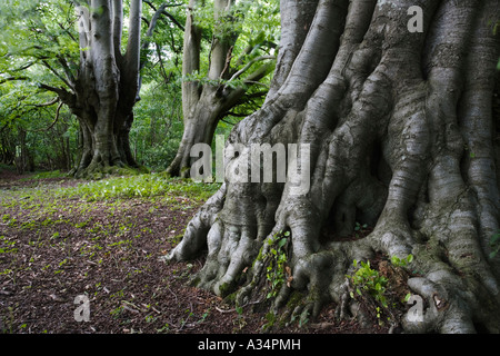 Wurzeln der alten Buche Cotswold unterwegs im Lineover Wood, Gloucestershire Stockfoto