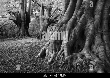 Wurzeln der alten Buche Cotswold unterwegs im Lineover Wood, Gloucestershire Stockfoto