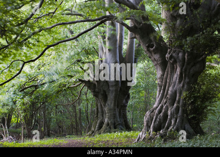 Alte Buche auf dem Cotswold Weg im Lineover Wood, Gloucestershire Stockfoto