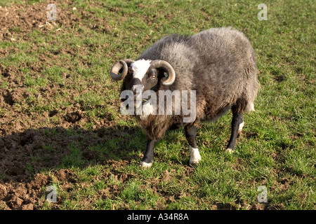 Balwen Schaf weiß blaze Cotswold Farm Park Tempel Guiting Gloucestershire UK Stockfoto