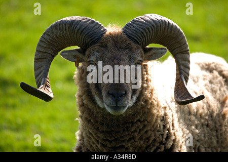 Leiter der Castlemilk Moorit ram Cotswold Farm Park Tempel Guiting Gloucestershire UK Stockfoto