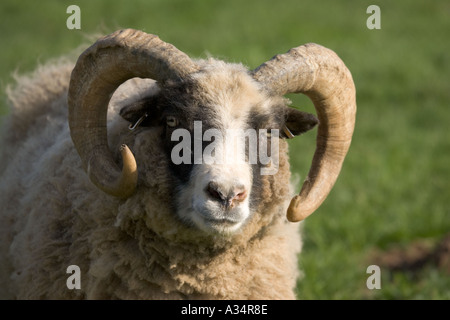 Castlemilk Moorit Ram Cotswold Farm Park Tempel Guiting Gloucestershire UK Stockfoto