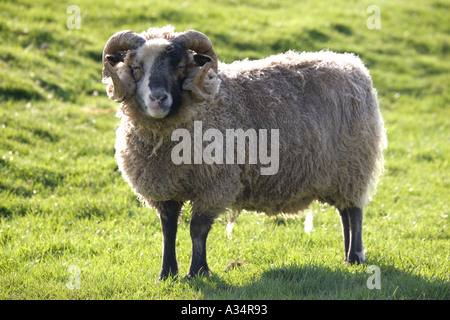 Castlemilk Moorit Ram Cotswold Farm Park Tempel Guiting Gloucestershire UK Stockfoto