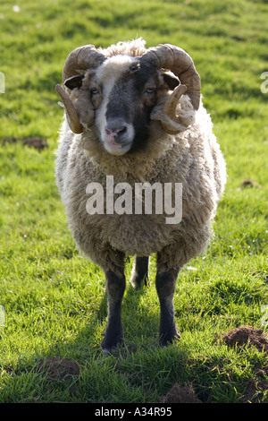 Castlemilk Moorit Ram Cotswold Farm Park Tempel Guiting Gloucestershire UK Stockfoto