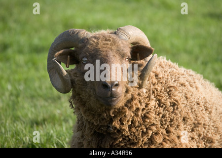 Castlemilk Moorit Ram Cotswold Farm Park Tempel Guiting Gloucestershire UK Stockfoto