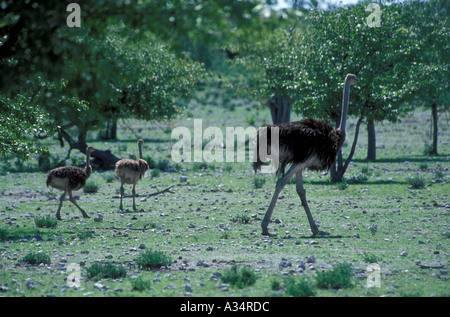 Strauß mit Küken Struthio Camelus Etosha Nationalpark Namibia Afrika Stockfoto