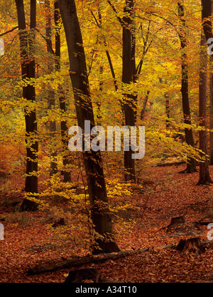 Buche Fagus sylvatica mit Bäumen im Herbst Herbst Farbe in der englischen Landschaft. Alice holt Forest Park Bentley Hampshire England Großbritannien Großbritannien Stockfoto