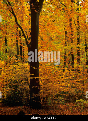 Herbst Laub an Bäumen in Buche Fagus sylvatica im englischen Landschaft Wald im November Alice holt Wald Bentley Hampshire England Großbritannien Großbritannien Stockfoto