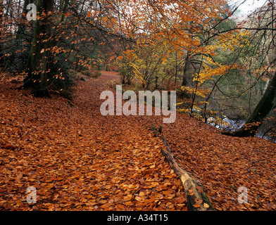 WAGONER'S WELLS Laub Woodland Path mit abgefallenen Blättern neben im späten Herbst Greyshot Hampshire England Großbritannien Stockfoto