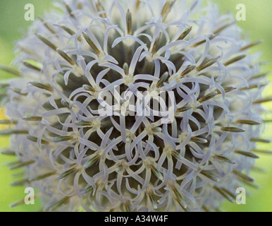 Echinops Perenial Blume mit runden Distel wie lila blaue Köpfe der Blumen im Sommer attraktiv für Bienen Stockfoto