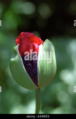 Nahaufnahme Schuss der Eröffnung Mohn Papaver Orientale Blütenknospe rot grün schwarz Stockfoto
