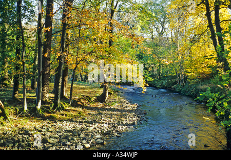 Die Aira Beck fließt durch den Wald bei Dockray in Cumbria England UK EU im Herbst Stockfoto