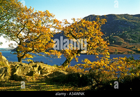 Bäume und Blätter im Herbst neben Ullswater Seenplatte Cumbria England UK EU Stockfoto