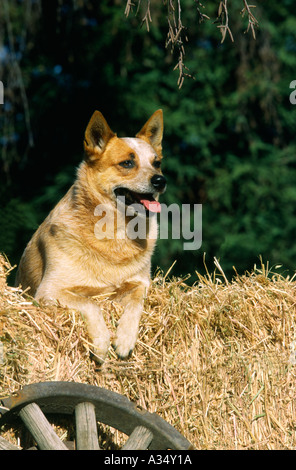 Queensland Blue Heelers Hund ruht auf Heu Bails veröffentlicht Modellbild Stockfoto
