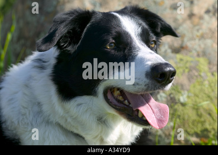 Porträt eines reinrassigen Border Collie Hund Modells veröffentlicht Bild Stockfoto