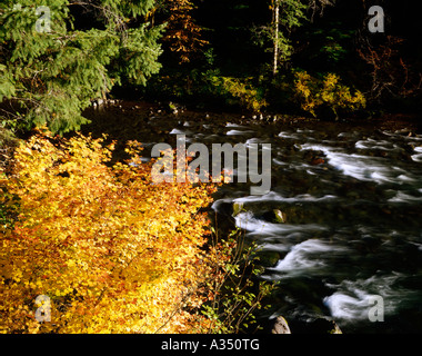 Rebe Ahorn Büsche biegen Sie leuchtend rot und gelb im Herbst an den Ufern des Flusses Santiam in den Cascade Mountains von Oregon Stockfoto