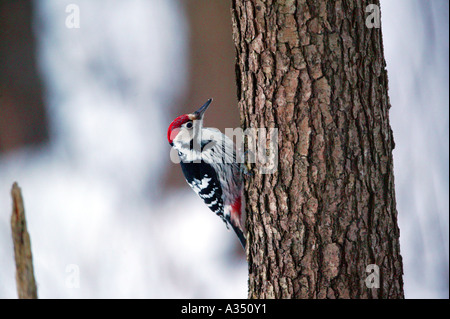 Weißrückenspecht, Dendrocopos leucotos, auf einem Baum in der Nähe des Sees Vansjø in Østfold, Norwegen. Stockfoto