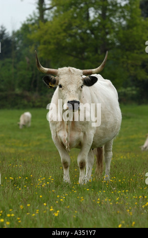 White Park Kuh Bos Taurus Berkshire UK Stockfoto