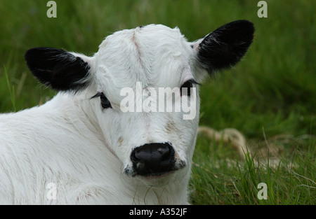 White Park Kalb Bos Taurus Nahaufnahme Berkshire UK Stockfoto