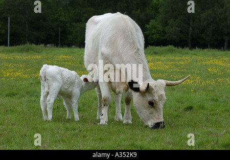 White Park Bos Taurus Kuh und Fütterung Kalb Berkshire UK Stockfoto