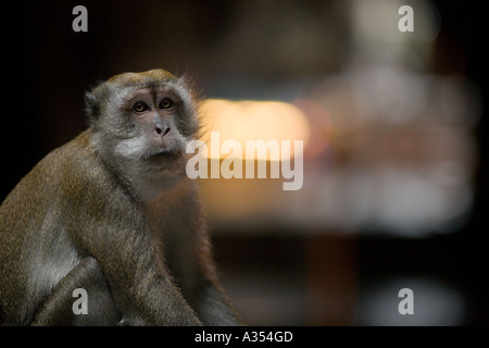Batu-Höhlen Stockfoto