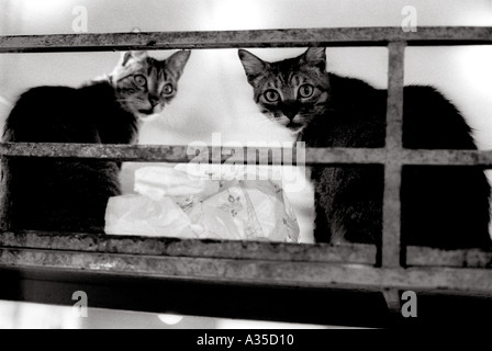 Straßenkatzen Stockfoto