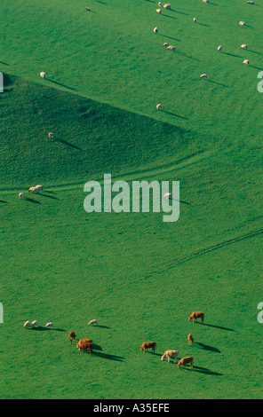 Rinder und Schafe in Feld South Devon England UK Stockfoto