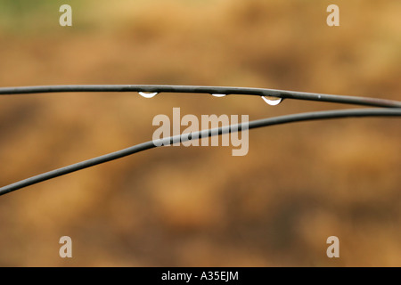 Wassertropfen auf Draht Stockfoto