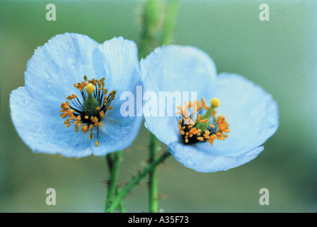 Himalaya-Blumen, Tal der Blumen, Nationalpark, Ghangaria, Govindghat, Chamoli, Uttarakhand, Uttaranchal, Uttarkhand, Indien, Indische Wildblumen Stockfoto