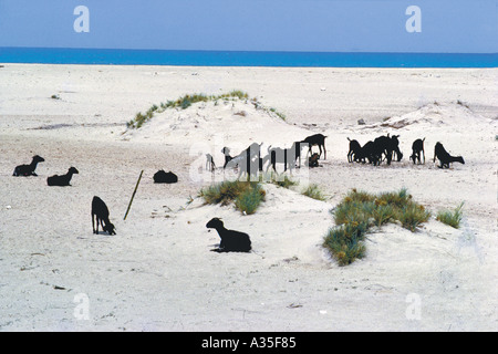 Schwarze Ziegen, weißer Sand, Dhanushkodi, Rameshwaram, Tamil Nadu, Indien Stockfoto