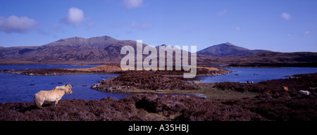 Ponys-Bereich kostenlos rund um die Ufer des Loch Druidibeag, South Uist. Äußeren Hebriden. Schottland. GPAN 0054 Stockfoto