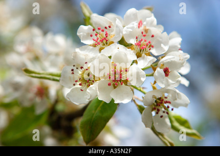 Birne Blüte Stockfoto