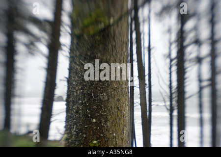 Wald an Ruby Beach, Olympic Nationalpark, Washington State USA Stockfoto