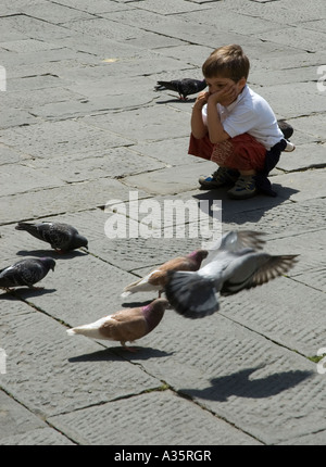 Junge Tauben auf der Piazza in Pistoia, Italien ansehen Stockfoto