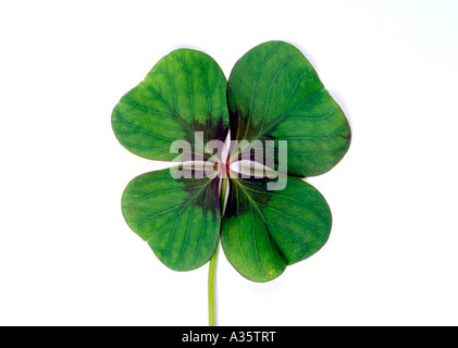 Vierblaettriges Kleeblatt, vier blätterte Klee Stockfoto