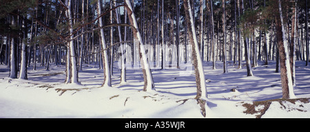 Schnee im Wald, Badenoch & Strathspey, Inverness-Shire. Schottland.  GPAN 0032 Stockfoto