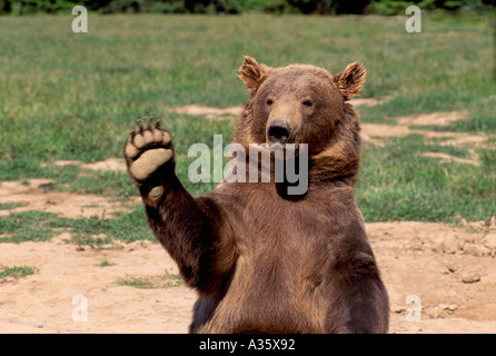 Kodiak Bear aka Alaska Grizzly Bear und Alaska Braunbär (Ursus Arctos Middendorffi) winkt eine Pfote - North American Wildtier Stockfoto