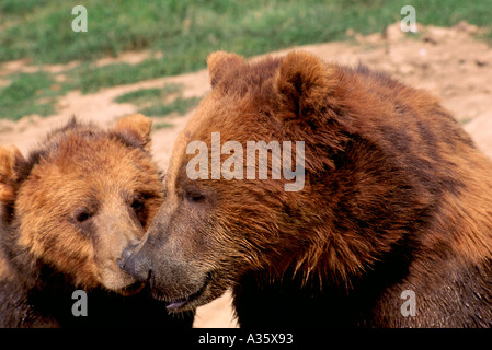 Kodiak Bear aka Alaska Grizzly Bear und Alaska Braunbär (Ursus Arctos Middendorffi) spielen - nordamerikanische Wildtiere Stockfoto