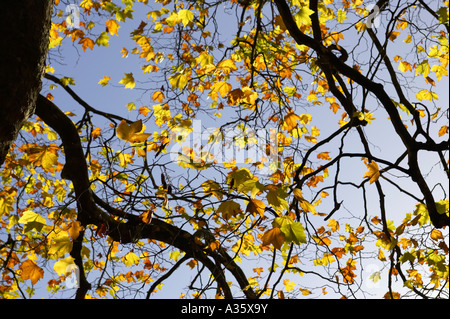 Lauben-Platanen zeigen Herbstfarben gegen einen blauen Himmel im St. Stephens Green Dublin City Centre Stockfoto