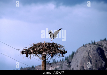 Fischadler (Pandion Haliaetus) am Nest gebaut auf Pole - Okanagan, BC, Britisch-Kolumbien, Kanada - North American Birds / Vogel Stockfoto