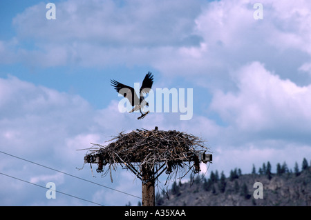 Fischadler (Pandion Haliaetus) Nestbau auf Top of Pole - Okanagan, BC, Britisch-Kolumbien, Kanada - nordamerikanische Vögel / Vogel Stockfoto